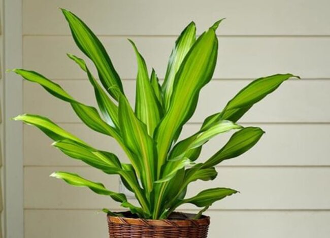 Growtonia.com