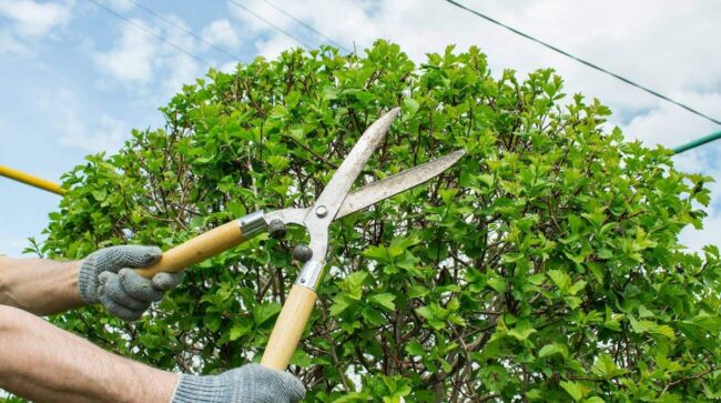 Tree Trimming Service